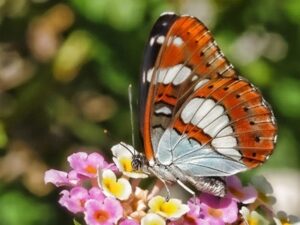 Lees meer over het artikel Corfu Vlinders